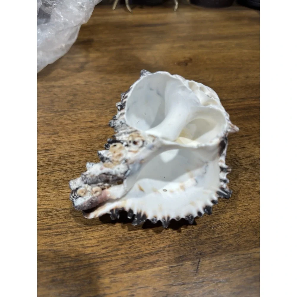 Hexaplex Shell Shellfish Murex Seashell Sea Collectibles Decor Beach Ocean Large